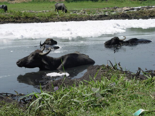 Water use in India