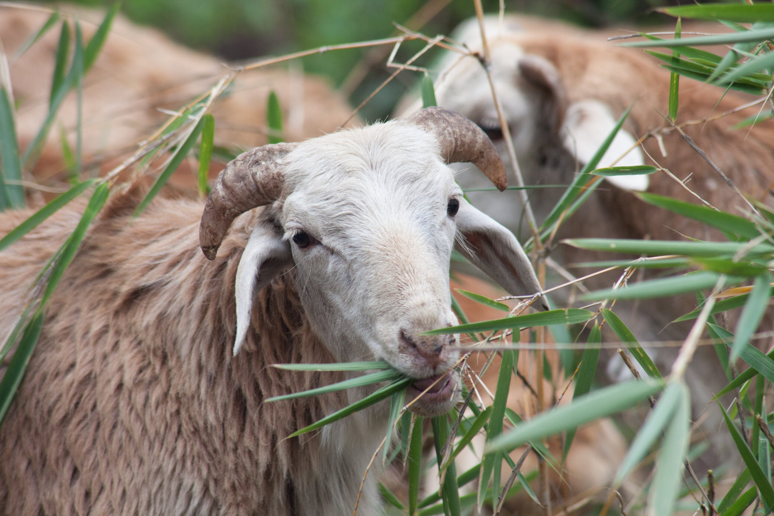 Sheep in Doyogena, Ethiopia