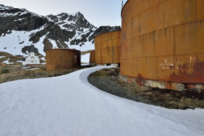 Walvisvangst in South Georgia