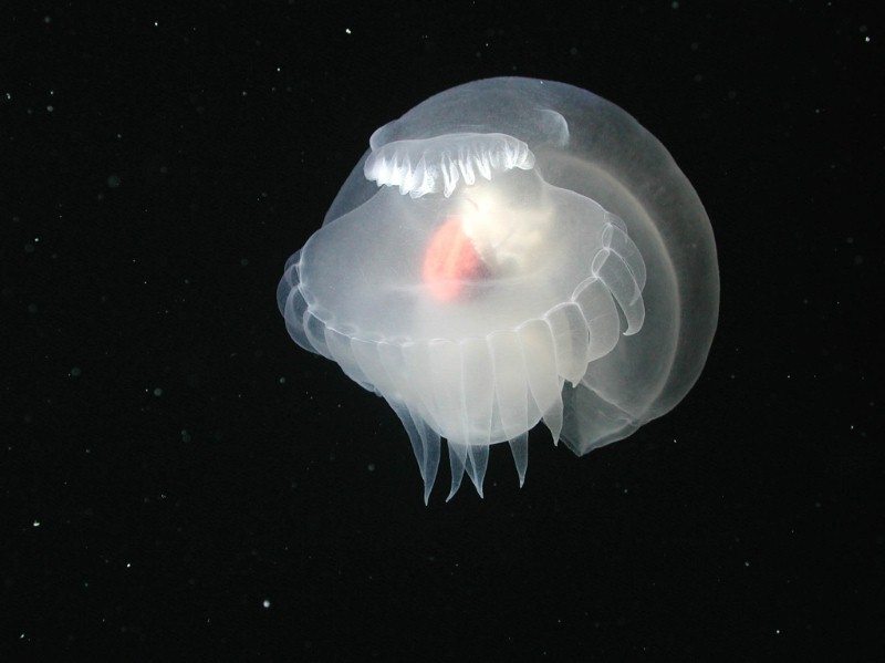 Oceans Deep Sea Background Documentation (2004)
