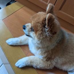 Yuki Tomita